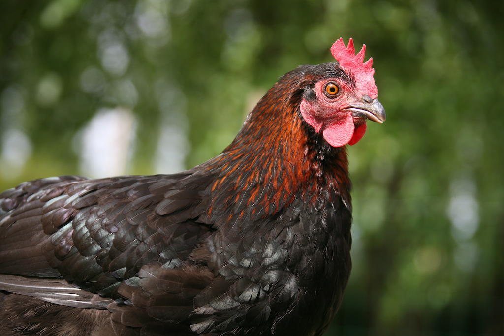 Gite De La Ferme Des Crins Blancs Villa Хазбрук Стая снимка