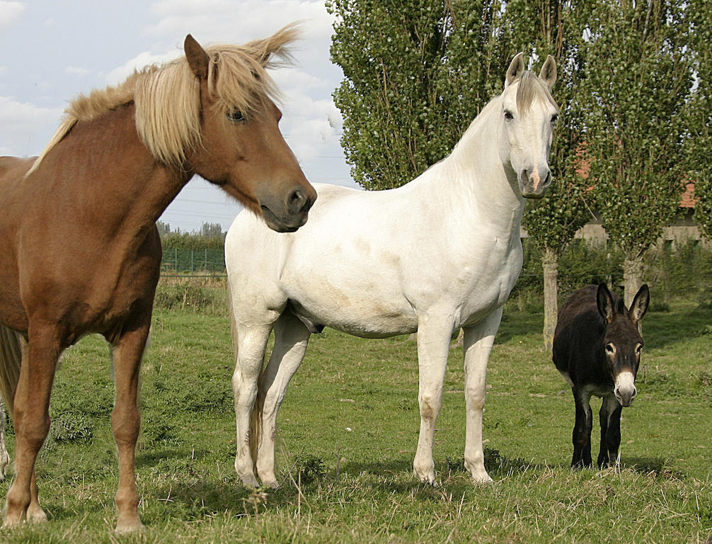 Gite De La Ferme Des Crins Blancs Villa Хазбрук Стая снимка