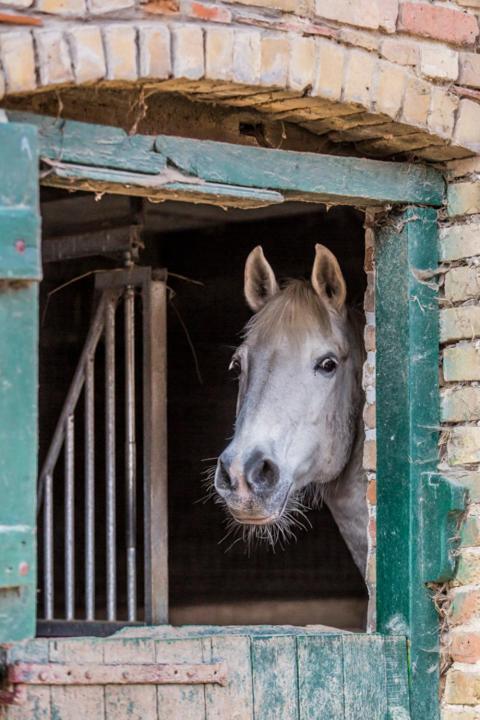 Gite De La Ferme Des Crins Blancs Villa Хазбрук Екстериор снимка