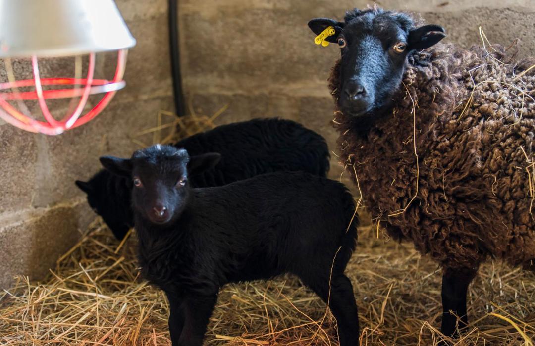 Gite De La Ferme Des Crins Blancs Villa Хазбрук Екстериор снимка